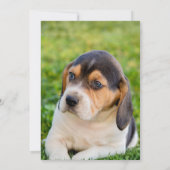 Hond Diplooma Uitnodiging Zwarte Kersen Uitnodigin (Achterkant)