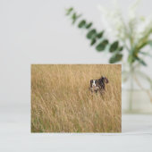 Hond door gras briefkaart (Staand voorkant)
