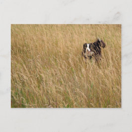 Hond door gras briefkaart