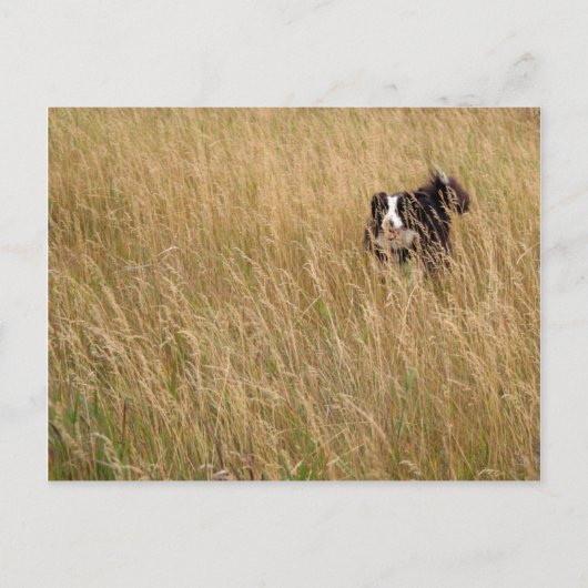 Hond door gras briefkaart (Voorkant)