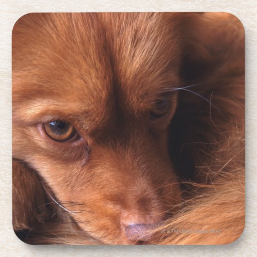 hond drankjes onderzetter (Voorkant)