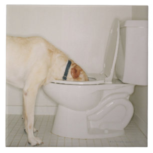 Hond drink uit het toilet tegeltje