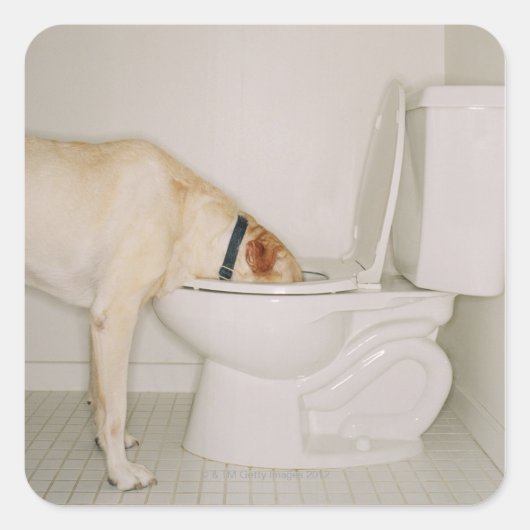 Hond drink uit het toilet vierkante sticker (Voorkant)