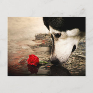 Hond- en rode rozenfotografie Briefkaart