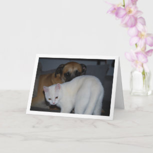 Hond en wit kitten portret kaart