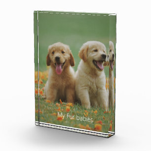 Hond Foto Mijn Bont Baby's Fotoblok