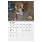Hond Fotokalender Ginger Queensland Heeler Kalender (Mar 2026)