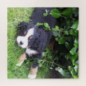 hond, gezelschapsdier, schattig dier, ras, puzzel, legpuzzel (Horizontaal)