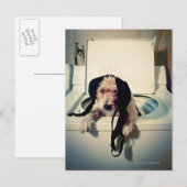 Hond helpt bij het wassen briefkaart (Voorkant / Achterkant)