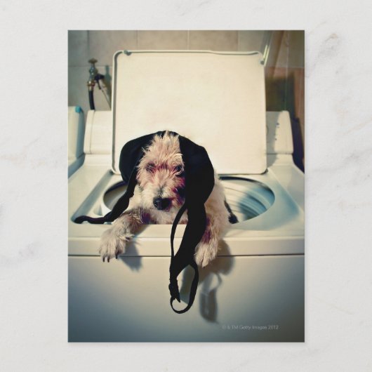 Hond helpt bij het wassen briefkaart (Voorkant)
