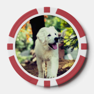 Hond, huisdier, hond poker chips