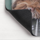 Hond, huisdier, insluiting muismat (Hoek)