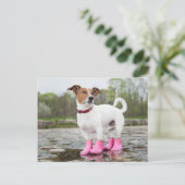 Hond in de regen briefkaart (Staand voorkant)