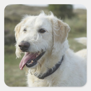 Hond in dopheideland vierkante sticker