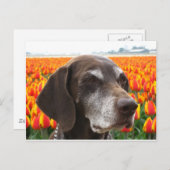 hond in een tulpenveld briefkaart (Voorkant / Achterkant)