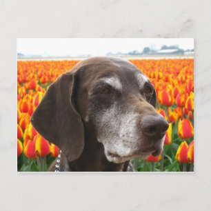 hond in een tulpenveld briefkaart