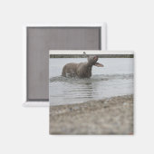 Hond in het meer van water schudden magneet (Voorkant / Achterkant)