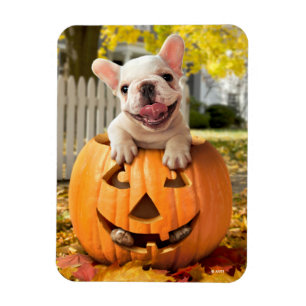 Hond in Jack-o-Lantern Magneet