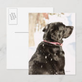 Hond in sneeuw briefkaart (Voorkant / Achterkant)