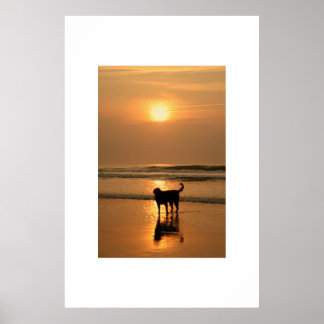 Hond in zonsopgang poster