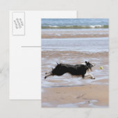 Hond jaagt een bal op het strand briefkaart (Voorkant / Achterkant)