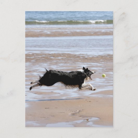 Hond jaagt een bal op het strand briefkaart (Voorkant)