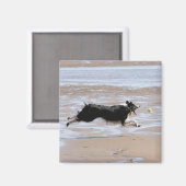 Hond jaagt een bal op het strand magneet (Voorkant / Achterkant)