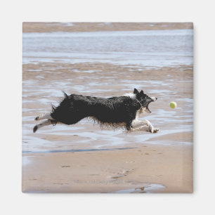 Hond jaagt een bal op het strand magneet
