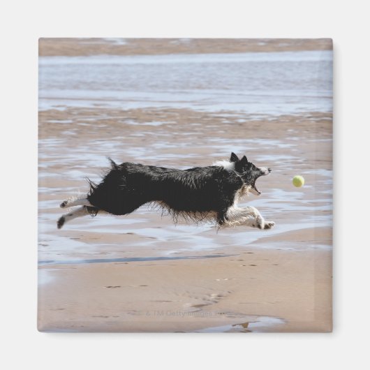 Hond jaagt een bal op het strand magneet (Voorkant)