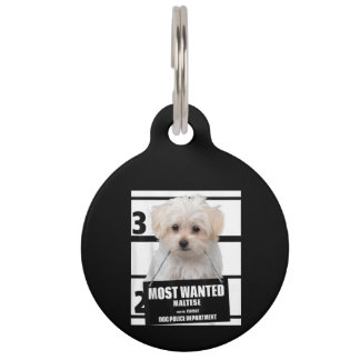 Hond Liefhebber | Gezocht Maltese Hond Politie Huisdierpenning