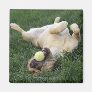 Hond ligt ondersteboven in gras met tennisbal magneet