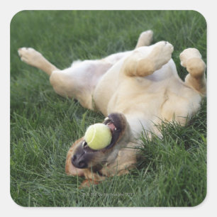 Hond ligt ondersteboven in gras met tennisbal vierkante sticker