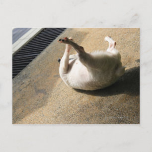 Hond ligt op de vloer briefkaart