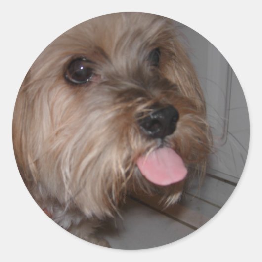 Hond likken lucht ronde sticker (Voorkant)