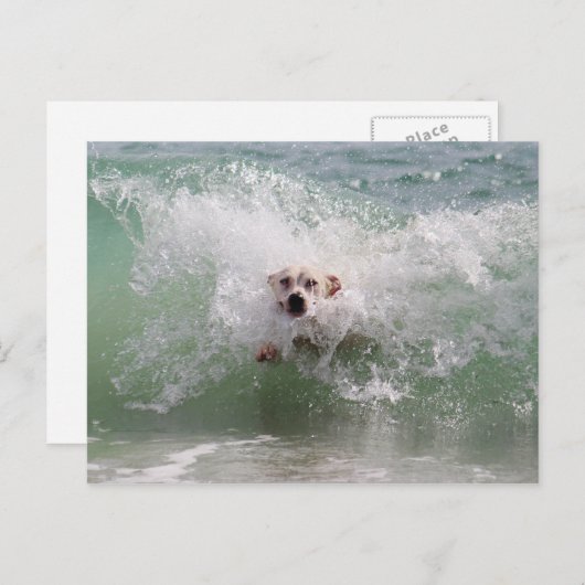 Hond loopt door oceaangolven, Surf, strand Briefkaart (Voorkant / Achterkant)