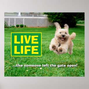 Hond loopt in de baard poster