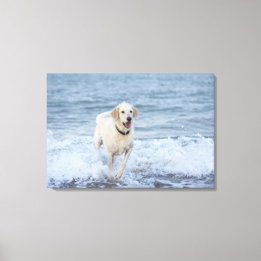Hond loopt in water op het strand. canvas afdruk (Voorkant)