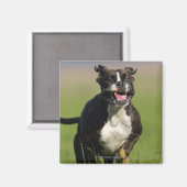 Hond loopt magneet (Voorkant / Achterkant)