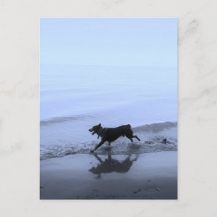 Hond loopt op strand briefkaart