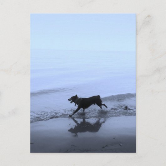 Hond loopt op strand briefkaart (Voorkant)