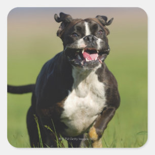 Hond loopt vierkante sticker