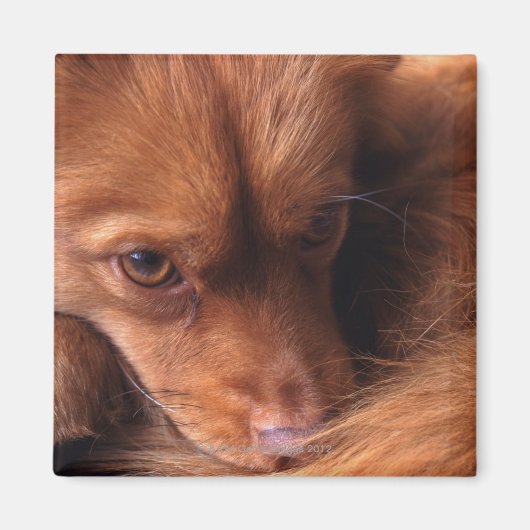 hond magneet (Voorkant)