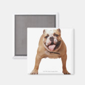 ,hond magneet (Voorkant / Achterkant)