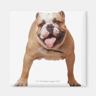 ,hond magneet