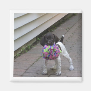 hond magneet