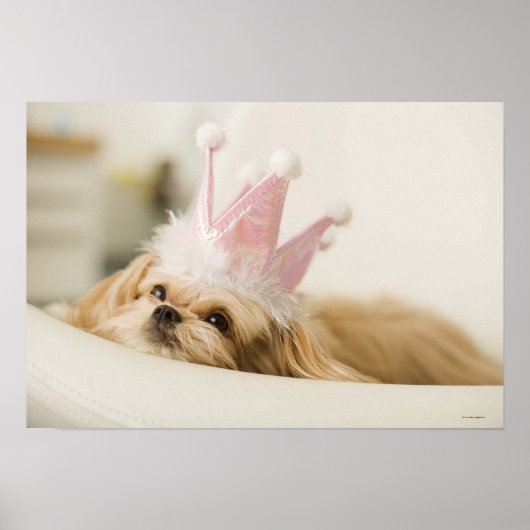 Hond met een kroon poster (Voorkant)