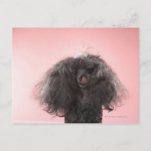 Hond met haar voor het gezicht en de tong uit briefkaart