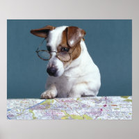 Hond met leesbril die kaart bestudeert