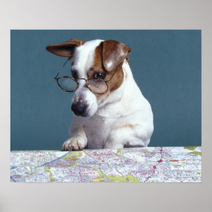 Hond met leesbril die kaart bestudeert poster