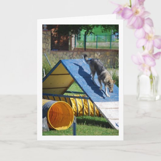 Hond op de trainingschool kaart (Orchidee)